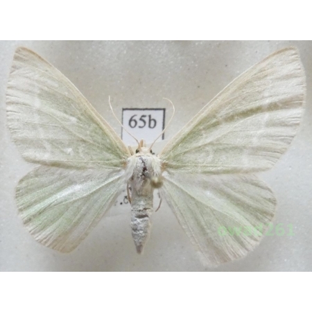 Thetidia smaragdaria (Fabricius, 1787) Czech65b
